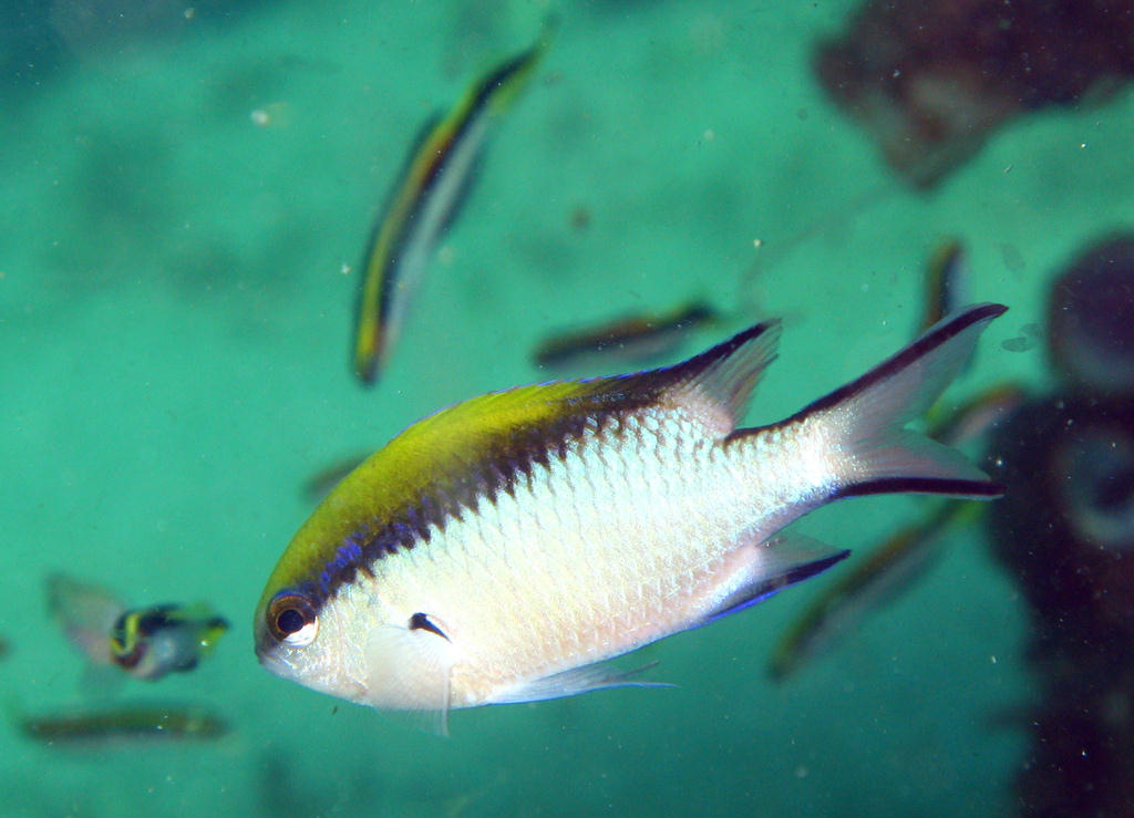 Chromis nitida